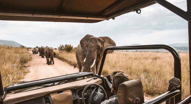 Bild einer Safari Die 20 besten Tipps für Safaris in Afrika Reisekompass