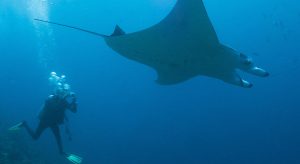 Mantarochen in der Hanifu Bay (F: Milaidhoo, beigestellt)