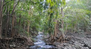 Dschungel pur auf Mauritius (© Reisekompass)