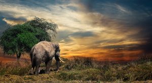 Elefant (F: pixabay joeclub_ake)