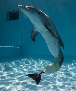 Winter, die Delfin-Dame im Clearwater Marine Aquarium (Foto: visitstpeteclearwater.com, beigestellt) 