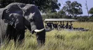 Elefantenbeobachtung im Duma Tau Camp von Wilderness Safaris (Foto: Dana Allen, beigestellt)