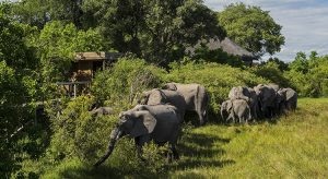 Elefanten vor dem Vumbura Plains Camp (©Wilderness Safaris Mike Myers)