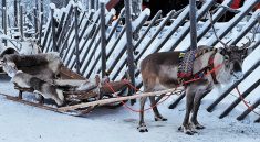 Image of a Reindeer in Lapland, Finland