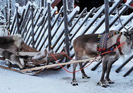 Image of a Reindeer in Lapland, Finland