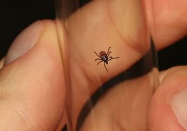 Image of a tick, news about alpha-gal syndrome travelcompass