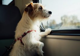 20 beste Destinationen für Reisen mit Hund in Europa