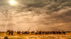 Botswana Die 20 besten Nationalparks im südlichen Afrika Reisekompass Foto Birger Strahl unsplash