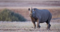 Wilderness Desert Rhino Camp, Foto beigestellt